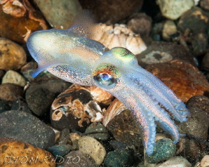 Stubby Squid eating a shrimp
Seattle, WA, U.S.A. by Tom Radio 